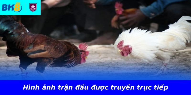 Hình ảnh trận đấu được truyền trực tiếp