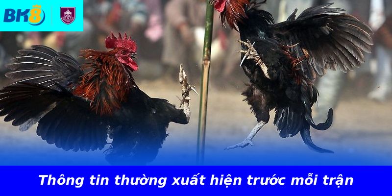 Thông tin thường xuất hiện trước mỗi trận